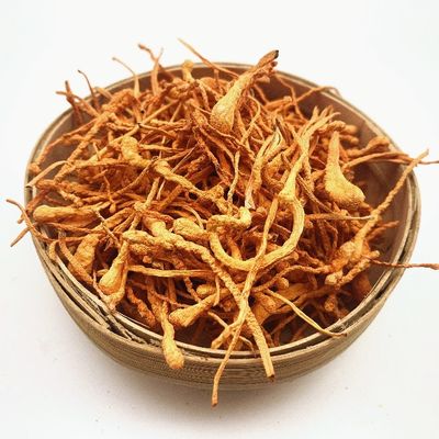 73-03-0 Stevia Plant Extract , 3% 5% Cordyceps Militaris Powder