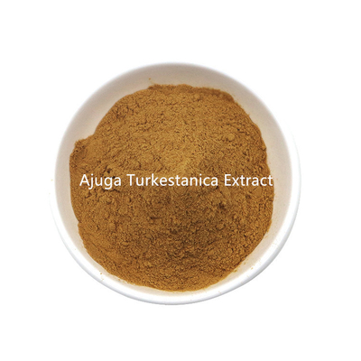 Vervaardiging Voorraad Bulk Ajuga Turkestanica Extract Poeder